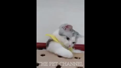 Funny cat