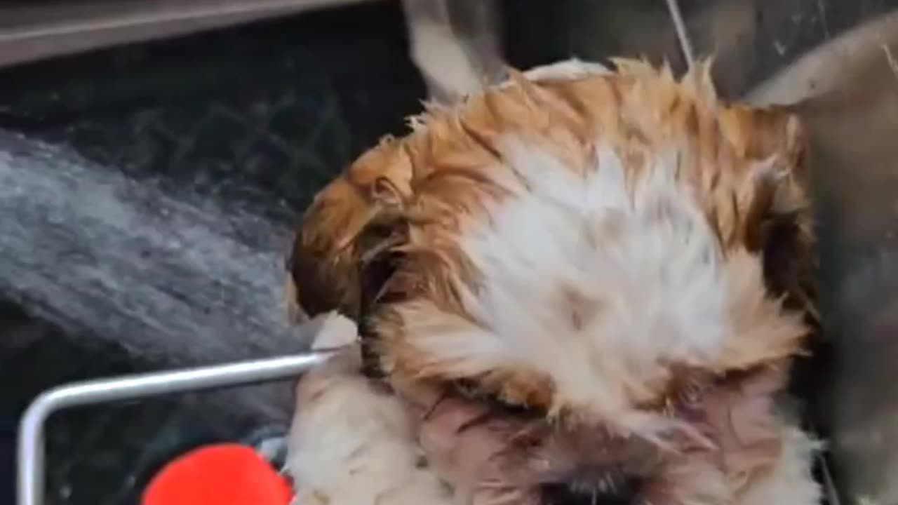 SHIHTZU PET GROOMING