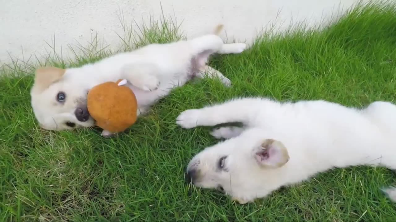 cute dogs video with cute fight