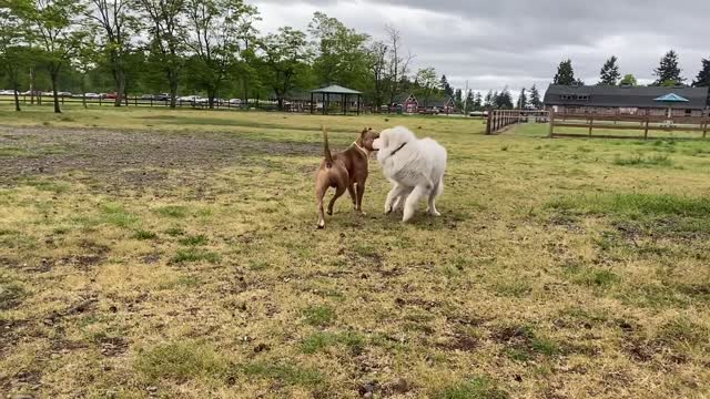 German Shepherd Attacks Pitbull