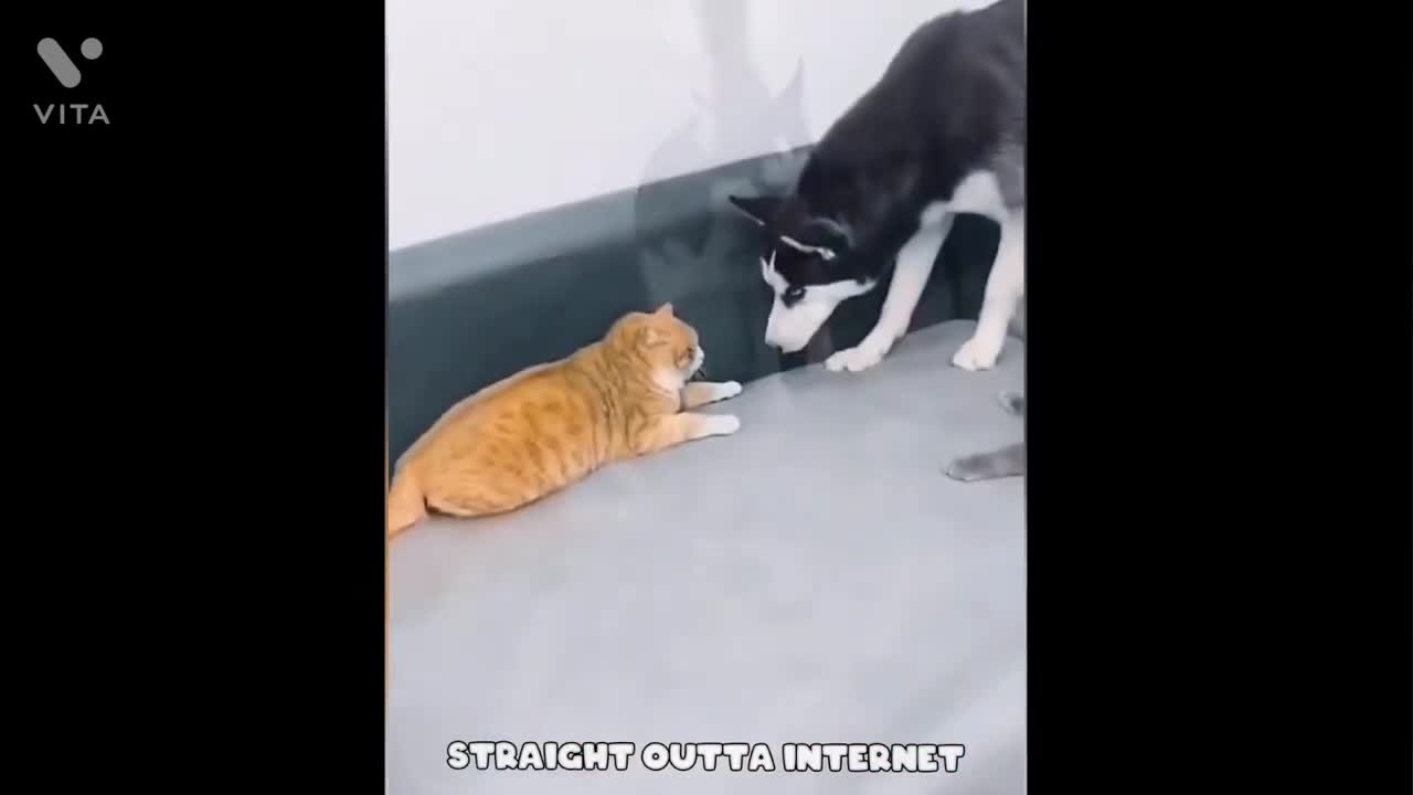 FUNNY VIDEOS, FUNNY ANIMAL VIDEOS Best Funny Cat Videos That Will Make You Laugh All Day Long