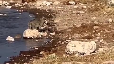 smart cat