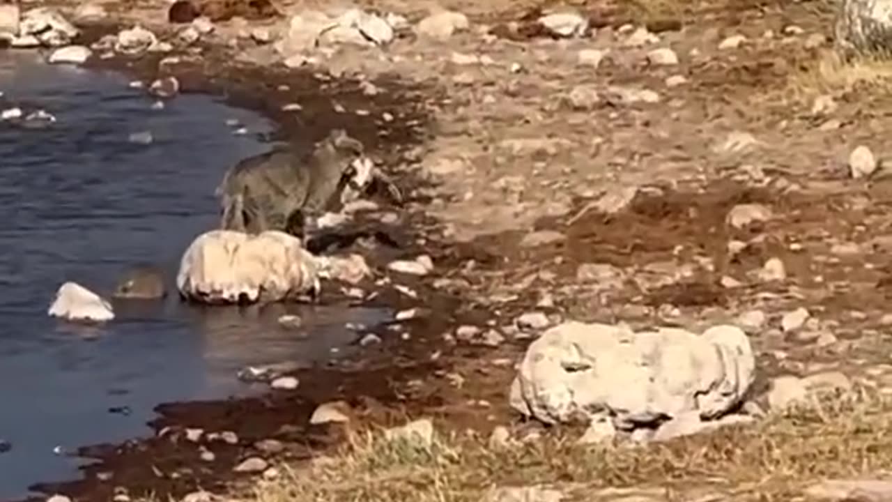 smart cat