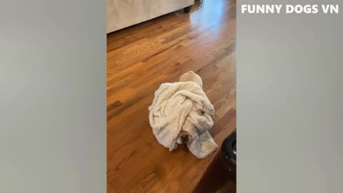 funny animal video, try not to laugh challenge
