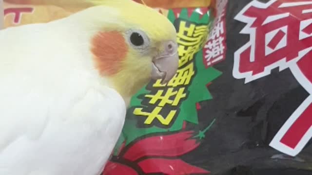 Bird Thinks Chilies on Package Are Real