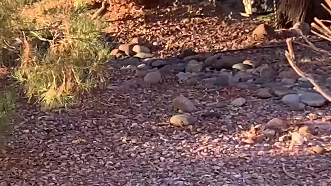 Family of quail running among the rocks.