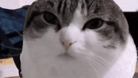 Cute Cat Gif