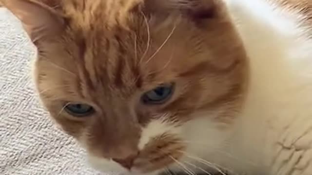 Bug Lands On Grumpy Cats Head!!!