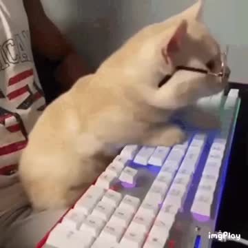 Cute Cat Gif