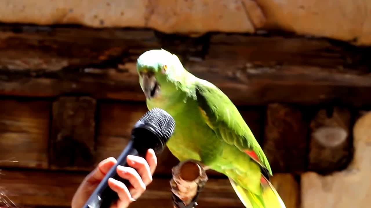 Singing Talking Laughing Funny Smart Clever #Parrots Viral Video Compilations #Shorts