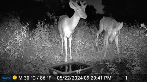 White Tail deer - Pecking order