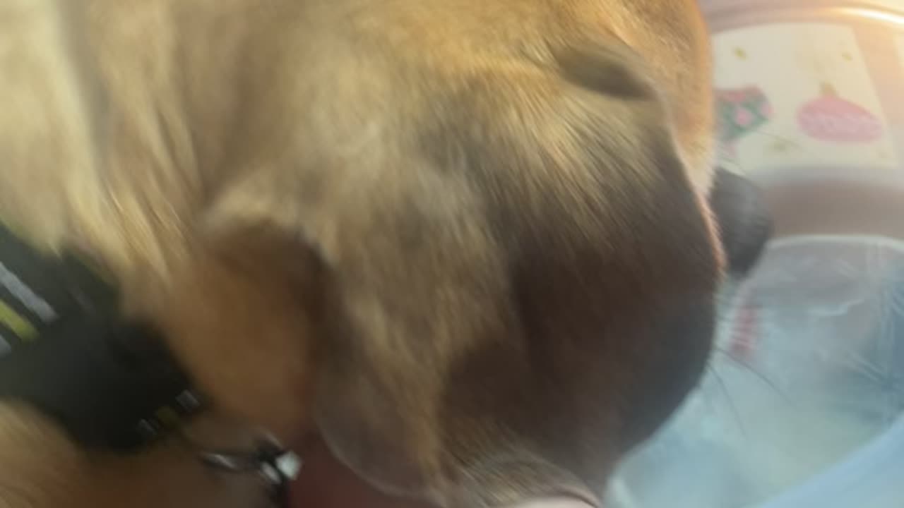 Puggle Licking Water