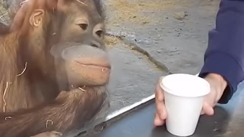 This Monkey Couldn't Believe Its Eyes