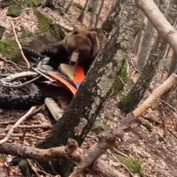 Grizzly Bear goes after fallen Dirtbiker!