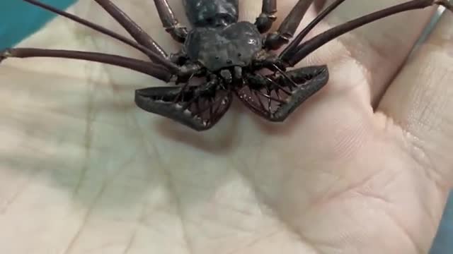 Insect specimen Water spider