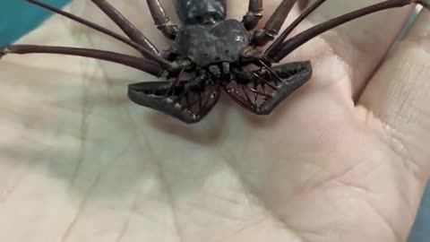 Insect specimen Water spider