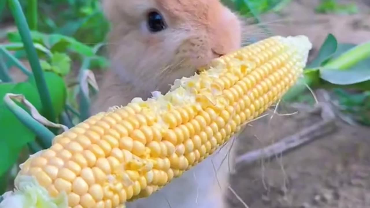 Beautiful rabbit 🐰 eating the popcorn 🍿