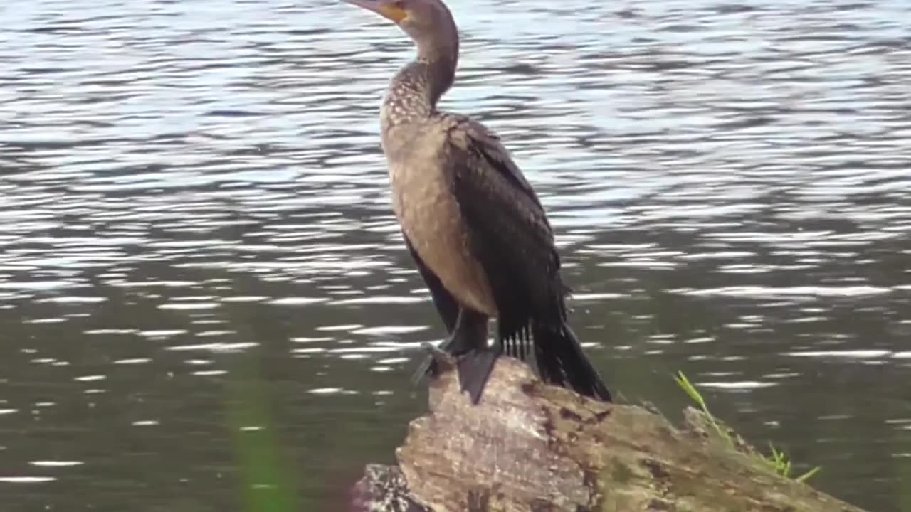 453 Juvenile Cormorant