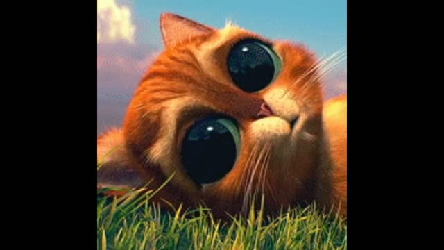 Cat gif video with big eyes