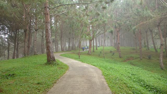 PINE TREES / BEAUTIFUL GARDEN