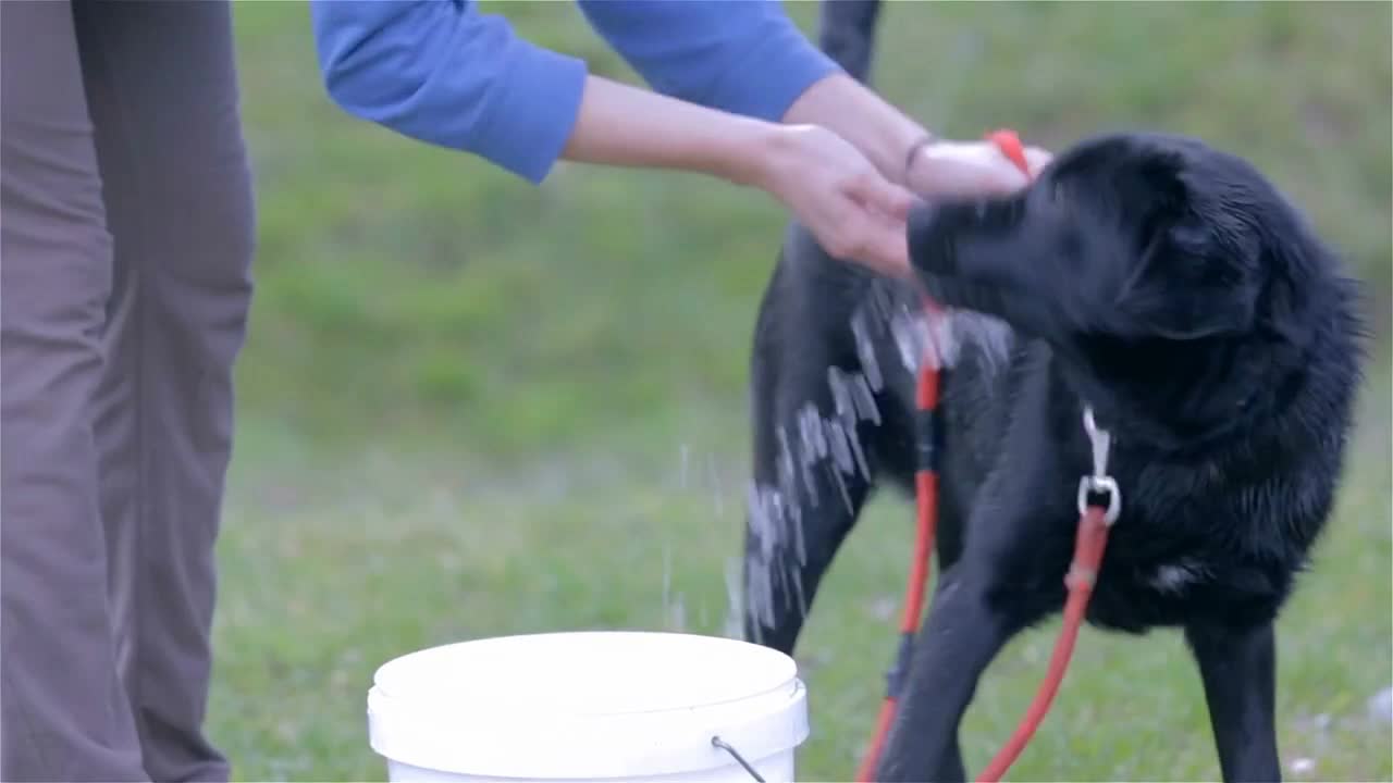 Cleaning Black Labrador