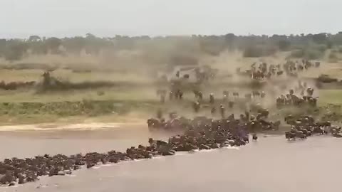 Thousands of buffalo crossed the river to immigrate