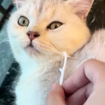 cats and dogs funny videos __ #shortsyoutube #cuteanimemoments #cuteanimals