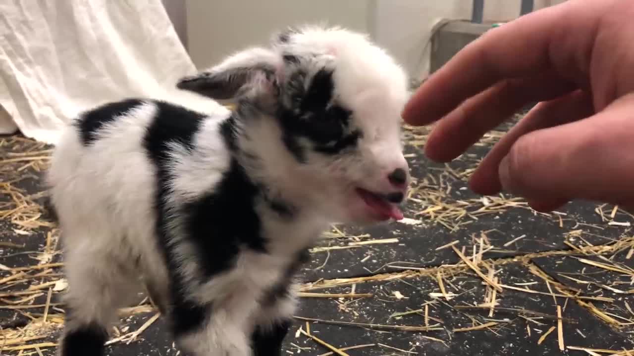 Baby goat making the cutest noise