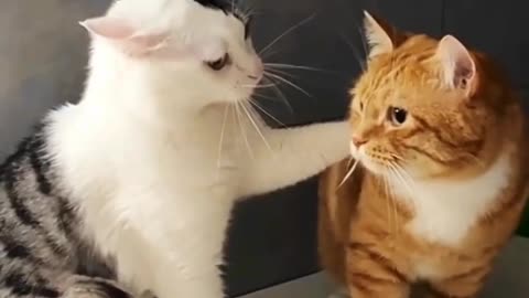 Funny cat Cat, funny, comedy, short, video, viral, like, share, comment