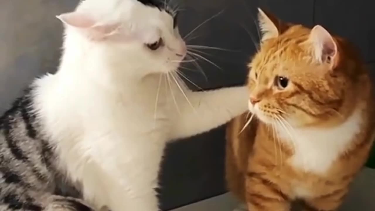 Funny cat Cat, funny, comedy, short, video, viral, like, share, comment