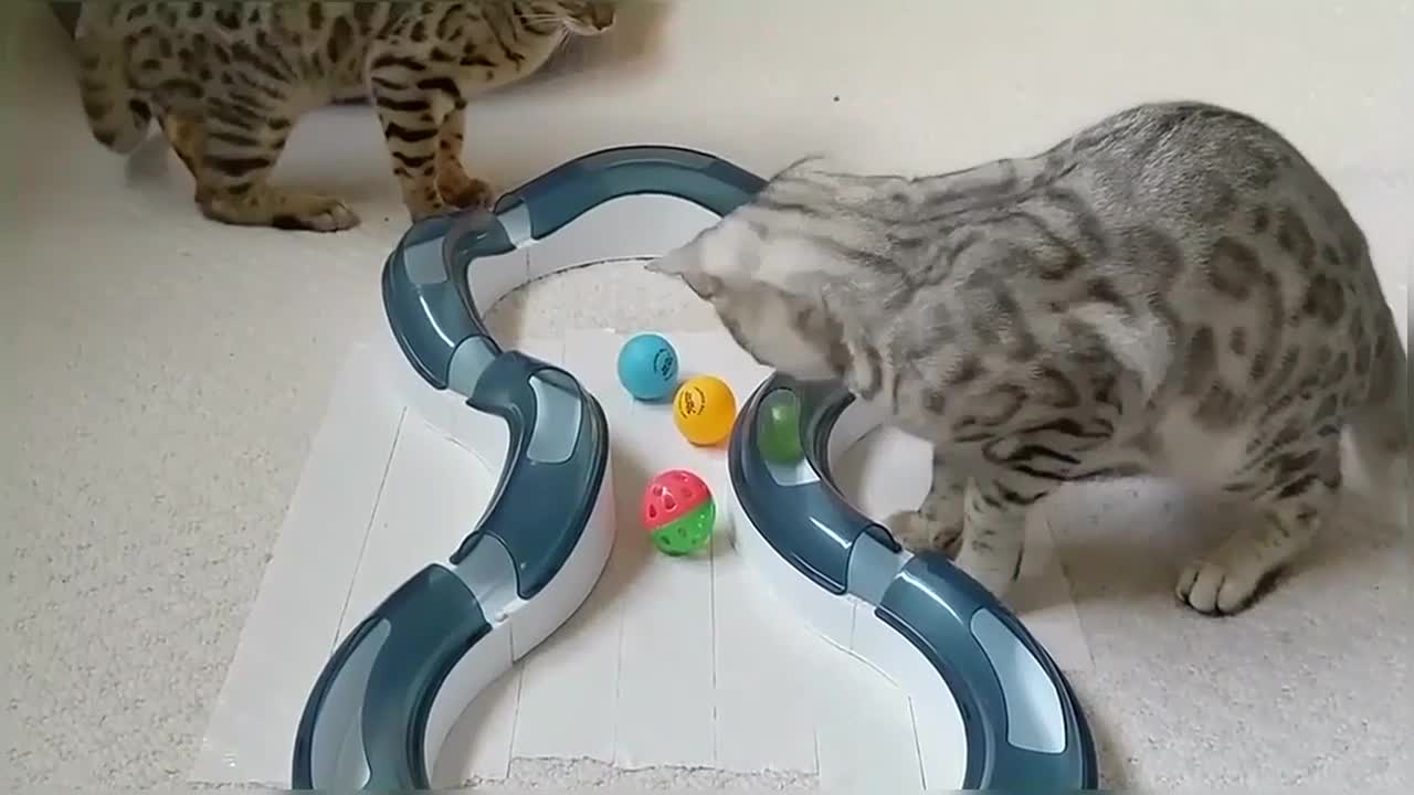 Bengal Kittens Playing With Catit Design Senses Super Roller Circuit