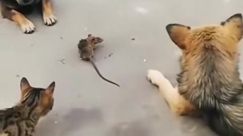 The mice have given up