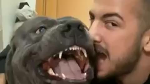 TOP 3 Funniest PITBULL Videos in 1 MINUTE! | 🐶 Dog Lovers | SHORT & FUNNY Videos 🤣 #Shorts