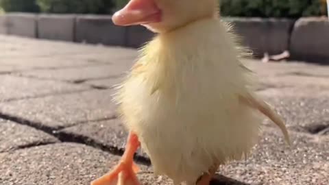 "Waddle Waddle: Two Adorable Ducklings Take Their First Steps"