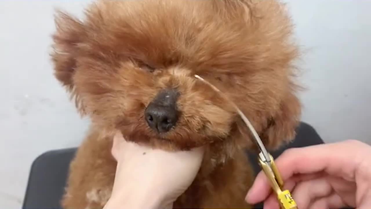 Baby Gold Poodle Puppy Grooming_ How To Groom Poodle Puppy _ Puppy Groomy