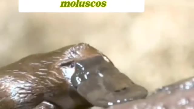 El animal más extraño amamos el ornitorrinco