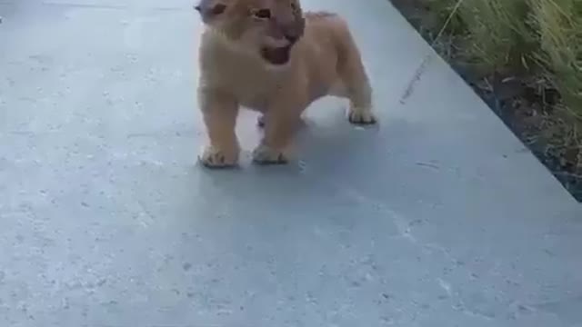 The roar of a young lion