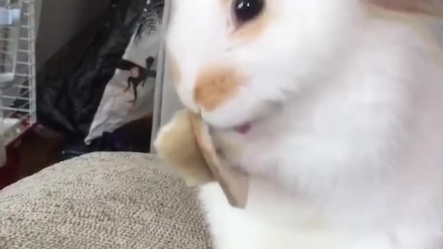 Funny and Cute Baby Bunny Rabbit Videos - Baby Animal Video Compilation (2019)_p12