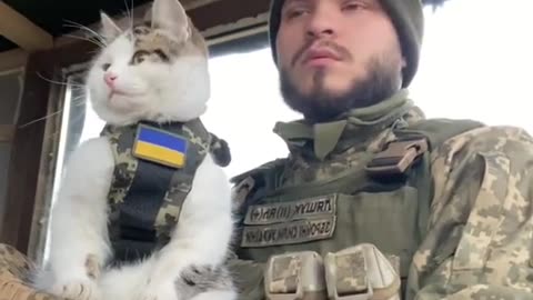 Ukrainian war cat