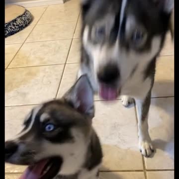 A little late on the trend but this year couldnt have been as amazing without our new addition ❤️