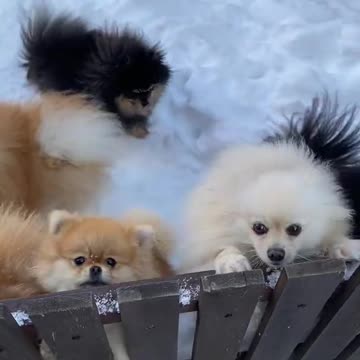 😍Cute and Funny Dog Compilation