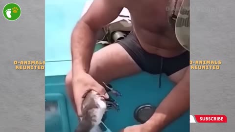 Animals asked people for help