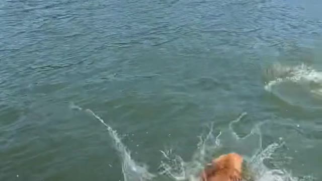 Last summer Skylar was too scared to jump off the boat.