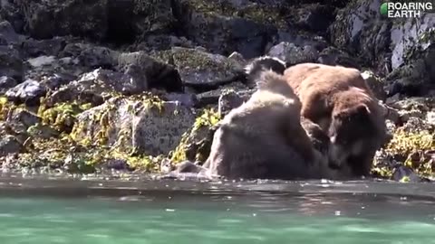 Epic Grizzly bear Fight