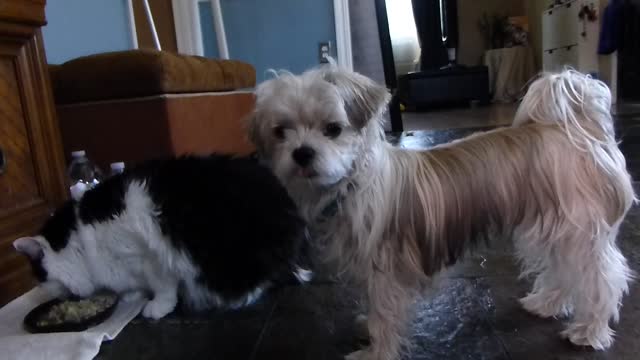 Helpless dog watches cat eat from his bowl