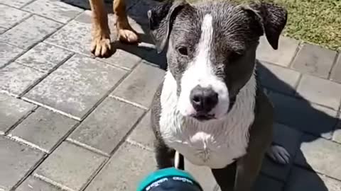 Dogs love water