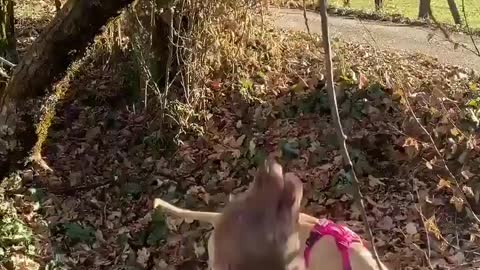 Dog play with tree