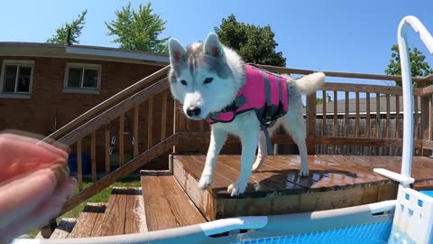 My Husky Loves to Float In the Pool