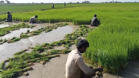 Rice Nursery Ready For Transplant