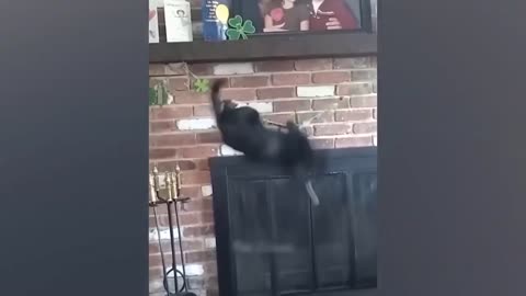 Funny animals videos